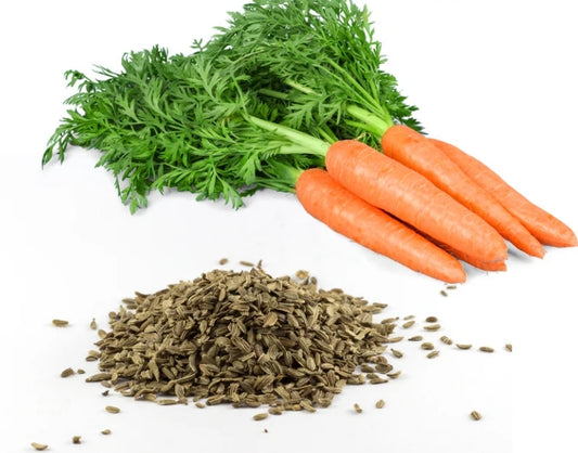 Why We Use Carrot Seed Oil